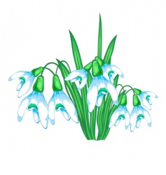 Snow flowers vector image