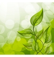 Background with leaves vector image