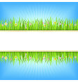 Summer background with green grass vector image