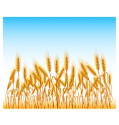Field of wheat vector image