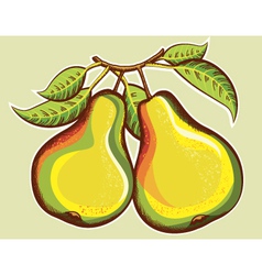 Pears vector image