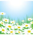 Chamomiles meadow vector image