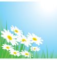 Chamomiles meadow vector image