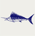 Sailfish saltwater fish vector image