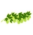 Hop branch vector image