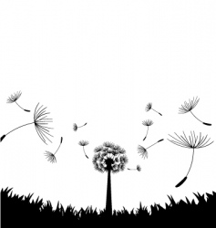 Dandelion vector image
