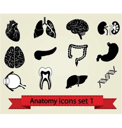 Anatomy icons set 1 vector image
