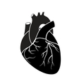 Heart vector image