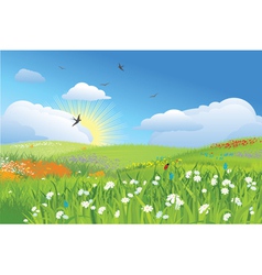 Colorfull meadow flower and grass blue sky vector image