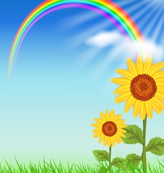 Sunflowers vector image