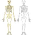 Skeleton illustration vector image