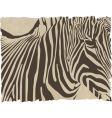 Zebra vector image
