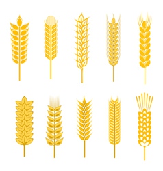 Cereal symbols vector image