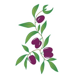 Black olives vector image