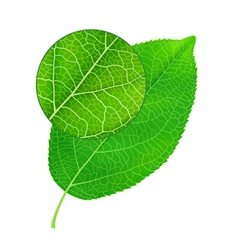 Detailed green leaf vector image