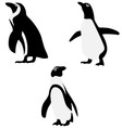 Penguin vector image
