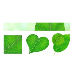 Green leaf texture vector image