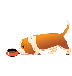 Hungry Basset Hound vector image