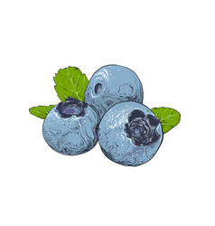 Hand drawn sketch of raspberry in color isolated Vector Image
