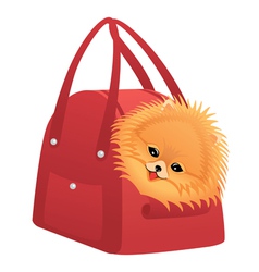 Happy Pomeranian spitz vector image