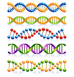 Dna strands vector image