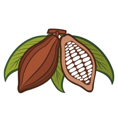 Cacao - cocoa beans vector image