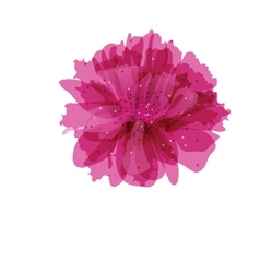 Peony flower vector image