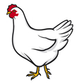 Chicken vector image