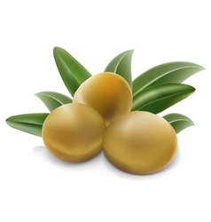 Olives vector image