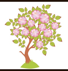 Cherry blossoms vector image