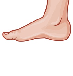 Foot vector image