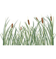 Reed and green grass background vector image