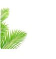 Palm leaf background vector image