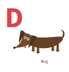 Letter D Dachshund Dog Zoo alphabet English abc vector image