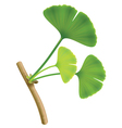Twig with leaves of ginkgo biloba on white backgro vector image