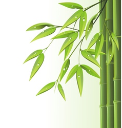 Zen bamboo vector image