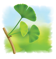Twig with leaves of ginkgo biloba on fullcolor bac vector image