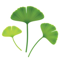 Leaves of ginkgo biloba on white background Leaves of ginkgo biloba on white background vector image
