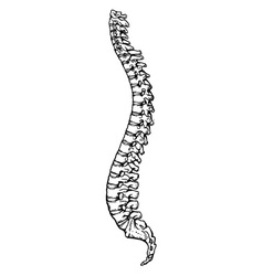 Spine vector image