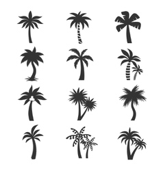 Tropical palm tree icons set Silhouettes vector image