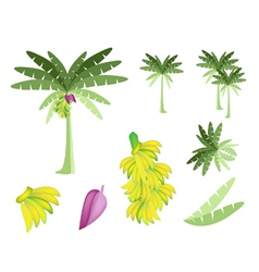 Set of Banana Tree with Bananas and Blossom vector image