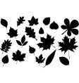 Leaves silhouette vector image