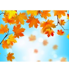 Autumn leaves background vector image