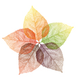 Autumn leaves flower vector image