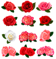 Roses vector image