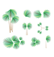 Isometric of Lady Palm Tree on White Background Isometric of Lady Palm Tree on White Background vector image