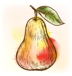 Pear watercolor painting vector image