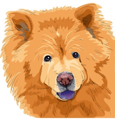 Chow-chow vector image