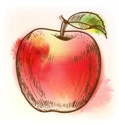 Red apple watercolor painting vector image