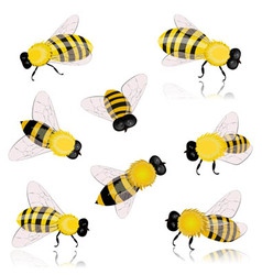 Insects bees vector image
